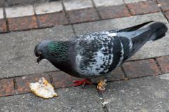 tauben-2007-02-02-21