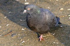 tauben-2007-02-03-11-e1597742755715